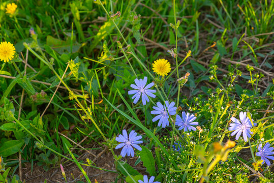 blue little flowers bloom in the flowerbed
