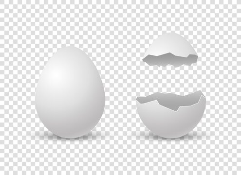 Brocken eggs. Crack eggshell. Vector realistic break white shell on transparent background.