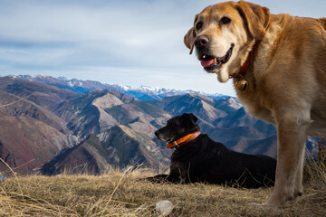 Hiking dogs taking a rest at the viewpoint of summit in the French Alps mountain range