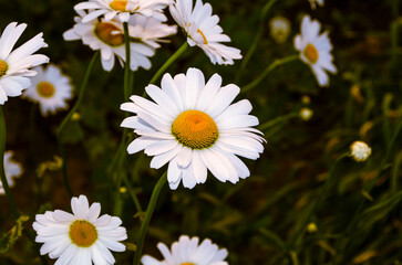 Chamomile is a symbol of sweet simplicity and tenderness, a symbol of fidelity and a symbol of Russian nature.