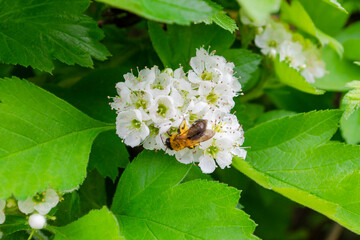 Hawthorn is a symbol of family and happy marriage. Flower with honey bee