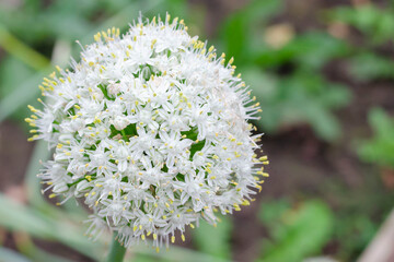 White onion flower close up in summer in the vegetable garden