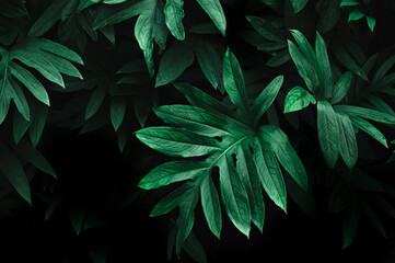Naklejka na ściany i meble Abstract green leaf with dark concept background