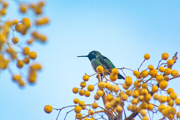 Hummingbird in the tree