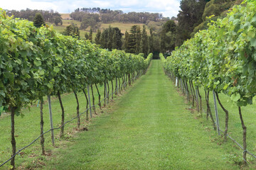 Fototapeta na wymiar A vineyard in the Southern Highlands, NSW Australia. Rows of grape vines