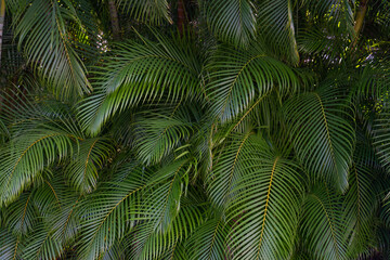 Dypsis lutescens, also known as golden cane palm, areca palm,  yellow palm,  butterfly palm,  or bamboo palm,  is a species of flowering plant in the family Arecaceae