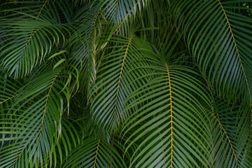 Dypsis lutescens, also known as golden cane palm, areca palm,  yellow palm,  butterfly palm,  or bamboo palm,  is a species of flowering plant in the family Arecaceae