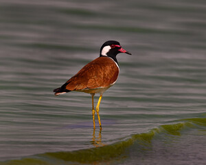 A beautiful Red Wattled Lapwing cooling its legs in the cool bluish green waters of the lake during its migratory journey through India.