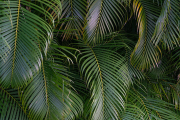Naklejka na ściany i meble Dypsis lutescens, also known as golden cane palm, areca palm, yellow palm, butterfly palm, or bamboo palm, is a species of flowering plant in the family Arecaceae