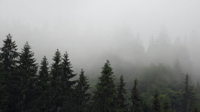 Storm Raining Clouds, Fog in Mountains on Rainy Cloudy Day, Stormy Mist Smoke Mystical Foggy Forest, Alpine Wood Overcast Timelapse