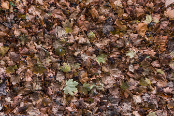 Herbst
