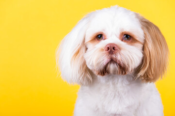 Shi Tzu dog portrait in the photo studio. Cute small dog puppy isolated on the backdrop.