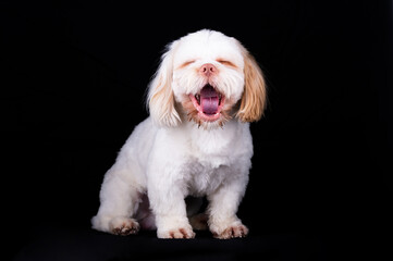 Shi Tzu dog portrait in the photo studio. Cute small dog puppy isolated on the backdrop.