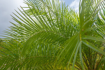Plakat Phoenix roebelenii, with common names of dwarf date palm, pygmy date palm, miniature date palm or robellini palm, is a species of date palm native to southeastern Asia, from southwestern China (Yunnan