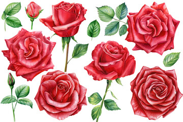 Set red rose, beautiful flower on isolated white background, watercolor illustration, botanical painting - obrazy, fototapety, plakaty