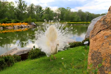 Deurstickers White peacock dances mating dance, shows feathers in park, zoo, street. Gorgeous bird young albino peacock spread its tail © rospoint