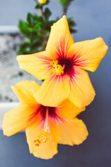 close-up of cuban hibiscus plant with yellow flower outdoor