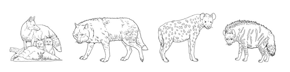 Wolf, fox, spotted hyena and striped hyena.Comparison of animals. Digital template for coloring book with predators.