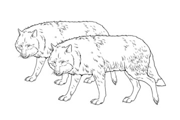 Pack of wolves on the hunt. Digital template for coloring book with predators.	