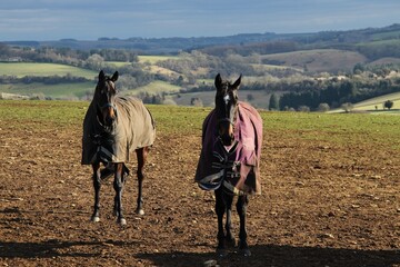 horses in the winter fields
