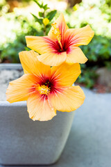 close-up of cuban hibiscus plant with yellow flower outdoor