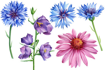 Wildflower echinacea, cornflowers, bluebells. Watercolor botanical illustration, floral design - obrazy, fototapety, plakaty