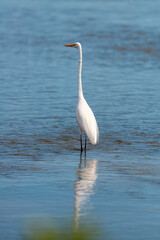 Grande Aigrette,. Ardea alba, Great Egret