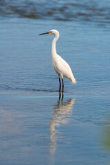 Obraz premium Grande Aigrette,. Ardea alba, Great Egret