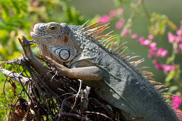 Iguane vert , Iguane commun, Iguana iguana