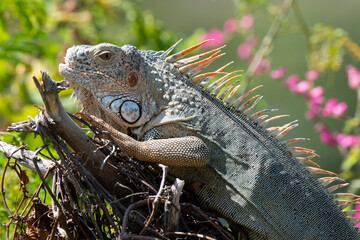 Iguane vert , Iguane commun, Iguana iguana