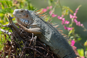 Iguane vert , Iguane commun, Iguana iguana