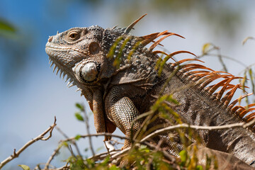 Iguane vert , Iguane commun, Iguana iguana