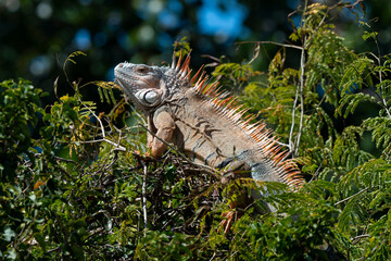 Iguane vert , Iguane commun, Iguana iguana