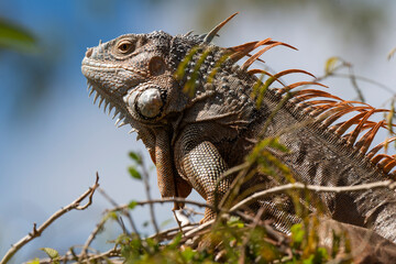 Iguane vert , Iguane commun, Iguana iguana