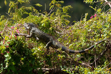 Iguane vert , Iguane commun, Iguana iguana