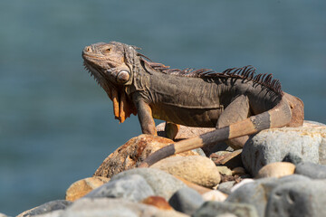Iguane vert , Iguane commun, Iguana iguana
