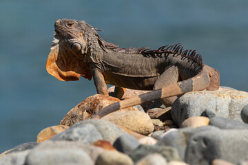 Iguane vert , Iguane commun, Iguana iguana