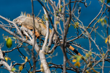 Iguane vert , Iguane commun, Iguana iguana