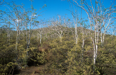 Fototapeta premium Santal, Palo Santo Sauvage, Bursera graveolens, Ile Isabela, Archipel des Galapagos, Equateur