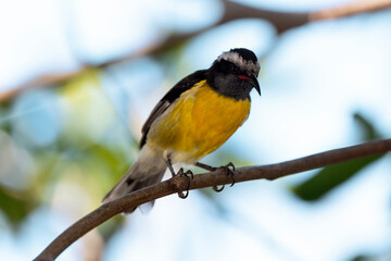 Sucrier à ventre jaune,.Coereba flaveola, Bananaquit