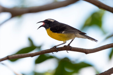 Sucrier à ventre jaune,.Coereba flaveola, Bananaquit