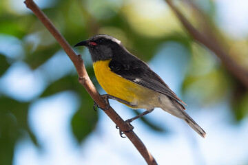 Sucrier à ventre jaune,.Coereba flaveola, Bananaquit