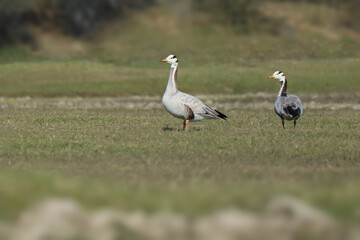Bar headed goose bird (Anser indicus).