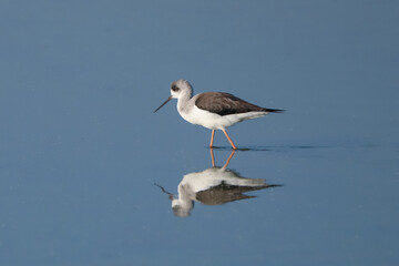 Juvenile of Black Winged Stilt (Himantopus himantopus).