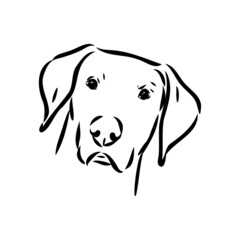 Fototapeta premium Decorative outline portrait of cute pointer dog vector illustration in black color isolated on white background. Isolated image for design and tattoo.