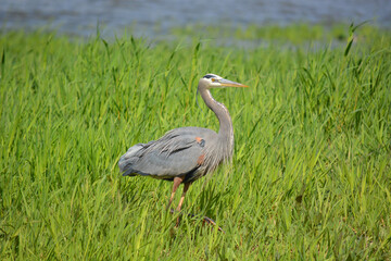 Great Blue heron stands in the tall grass