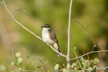 Eastern Kingbird poses on a branch