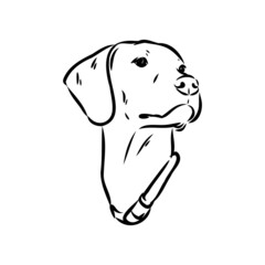 Decorative outline portrait of cute pointer dog vector illustration in black color isolated on white background. Isolated image for design and tattoo.