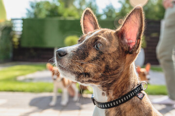 Basenji puppy siting in the yard and watching on side