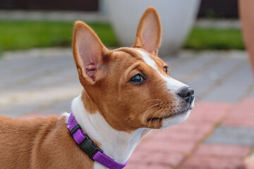 Basenji dog puppy close up portrait looking on side